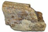 Dinosaur Rib Bone Section - Wyoming #370976-1